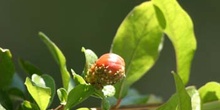 Granado - Flor (Punica granatum)