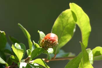 Granado - Flor (Punica granatum)