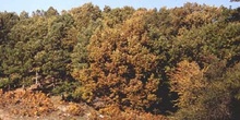 Rebollo / melojo - Bosque (Quercus pyrenaica)