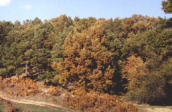 Rebollo / melojo - Bosque (Quercus pyrenaica)