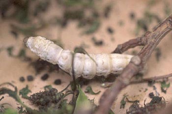 Mariposa de la seda - Oruga (Bombyx mori)