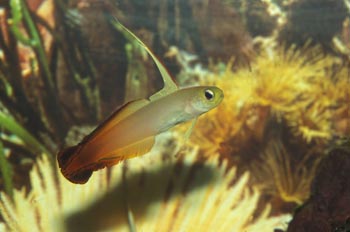 Pez dardo (Nemateleotris magnifica)