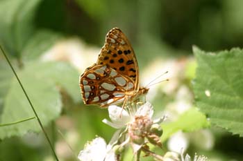 Sofía (Issoria lathonia)
