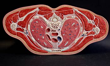 Sección inferior tercio torso