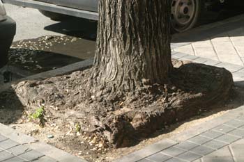 Olmo de Siberia - Corteza (Ulmus pumilla)