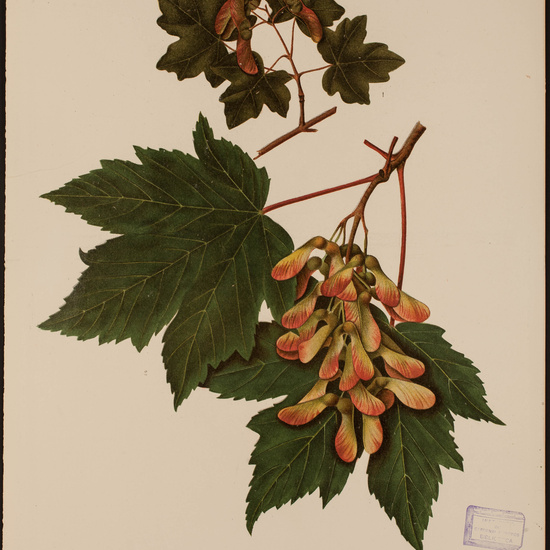 IES_CARDENALCISNEROS_HERBARIO_30 9