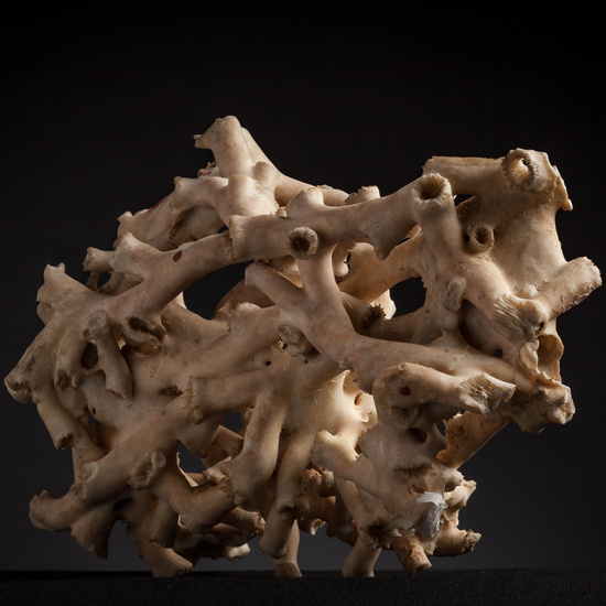 IES_CARDENALCISNEROS_CONCHAS_089