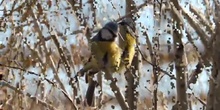 Herrerillo común Cyanistes caeruleus (Linnaeus, 1758)