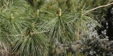 Pino llorón (Pinus wallichiana)