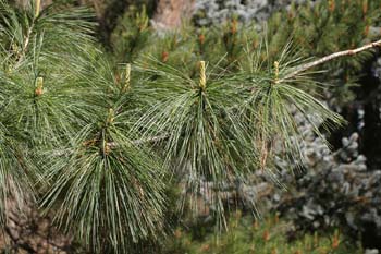 Pino llorón (Pinus wallichiana)