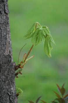Castaño de Indias - Hojas (Aesculus hippocastanum)