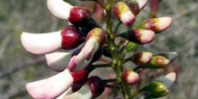 Fabaceae, Ecuador