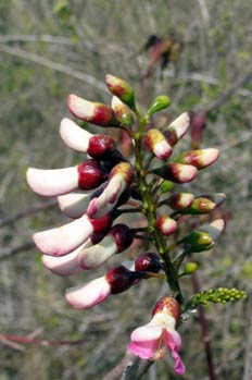 Fabaceae, Ecuador