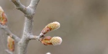 álamo blanco - Yema de flor masc. (Populus alba)