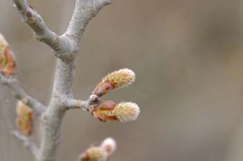 álamo blanco - Yema de flor masc. (Populus alba)