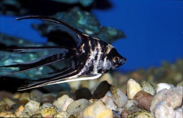 Pez angel escalar (Pterophyllum scalare)