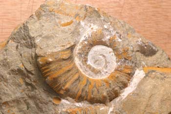 Ammonites sp. (Molusco-Ammonites) Jurásico