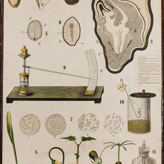 IES_CARDENALCISNEROS_BOTÁNICA_II_LÁMINAS_018