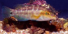 Labrido (Symphodus melops)