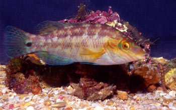 Labrido (Symphodus melops)