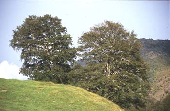 Haya - Porte (Fagus silvatica)