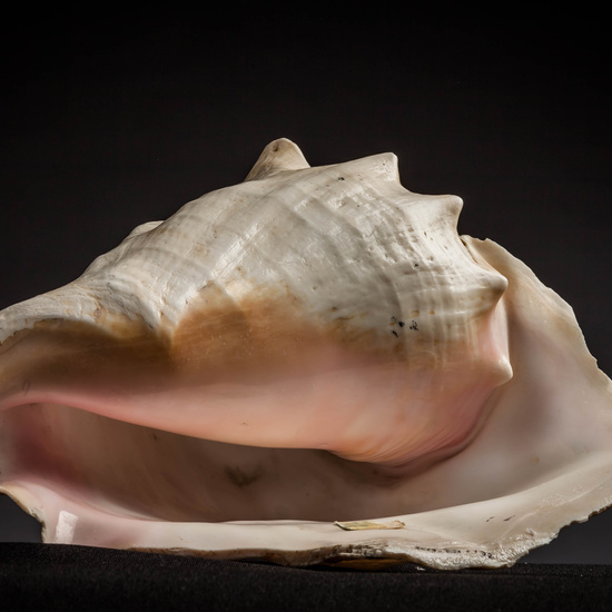 IES_CARDENALCISNEROS_CONCHAS_069