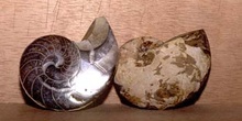 Nautiloideo (Molusco-Nautilus) Jurásico