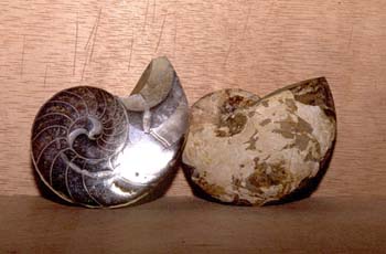 Nautiloideo (Molusco-Nautilus) Jurásico