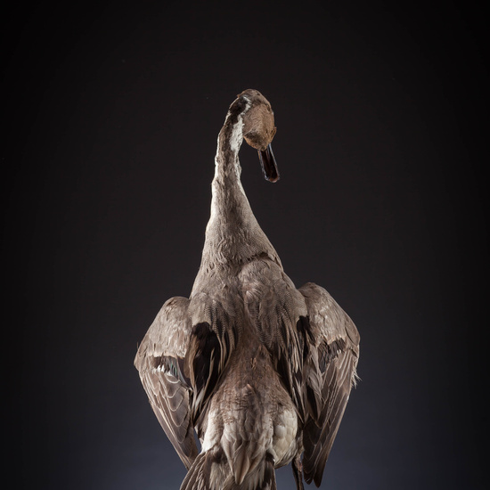 IES_SANISIDRO_MUSEO_Aves_007