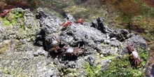 Cangrejos rojos sobre rocas de lava con musgo, Ecuador