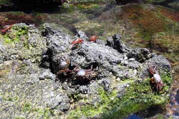 Cangrejos rojos sobre rocas de lava con musgo, Ecuador
