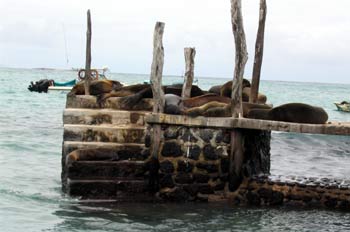 Colonia de Lobos Marinos en un muelle de la Isla Sta. Cruz, Ecua