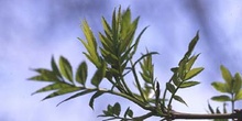 Fresno de hoja estrecha - Hoja (Fraxinus angustifolia)