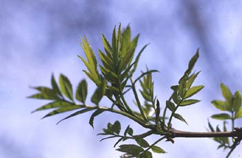 Fresno de hoja estrecha - Hoja (Fraxinus angustifolia)