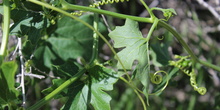 Bryonia dioica_3