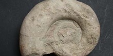 Aspidoceras acanthicum (Ammonites) Jurásico