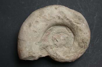 Aspidoceras acanthicum (Ammonites) Jurásico