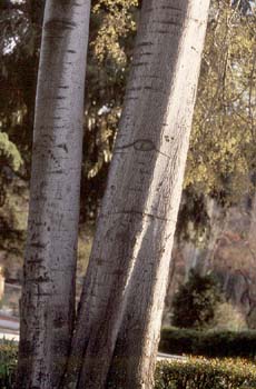 Almez - Tronco/Corteza (Celtis australis)