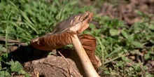 Seta de los cementerios (Volvariella speciosa)