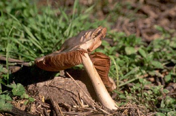 Seta de los cementerios (Volvariella speciosa)