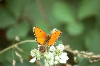 Heodes virgaureae