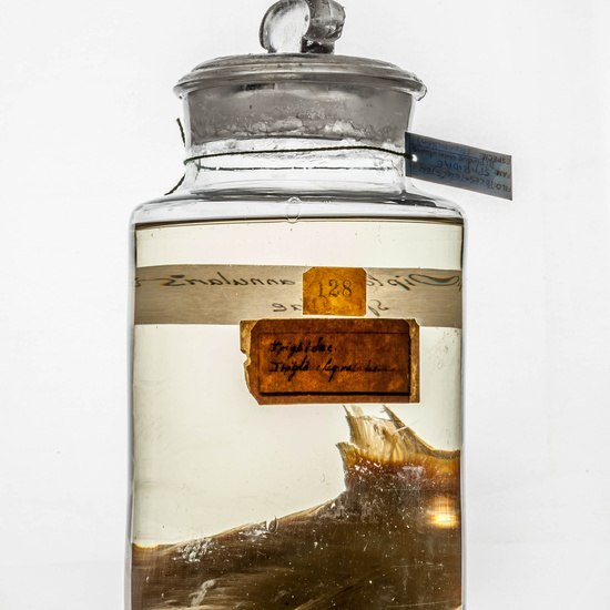 IES_CARDENALCISNEROS_CIENCIASNATURALES_368