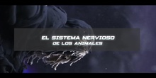 El sistema nervioso de los animales