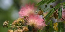 Acacia de Persia - Flor (Albizia julibrissin)