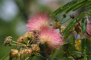 Acacia de Persia - Flor (Albizia julibrissin)