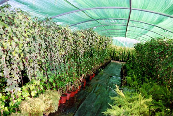 Interior de un vivero