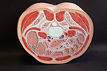 Sección superior  tercio cadera