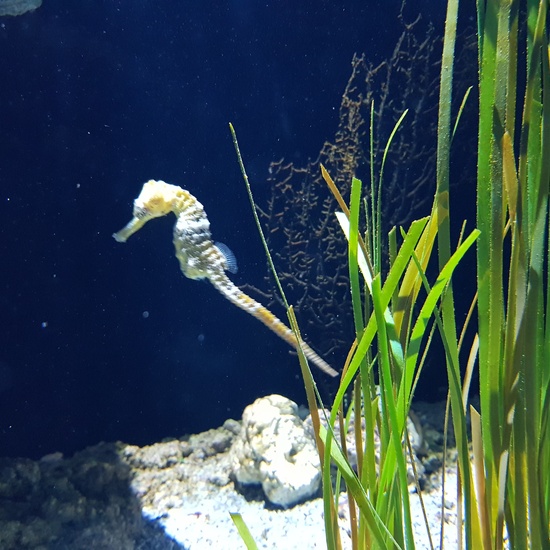 Aquarium Xanadú II 3ºB  3