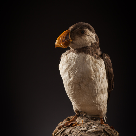 IES_CERVANTES_BIOLOGIA_044