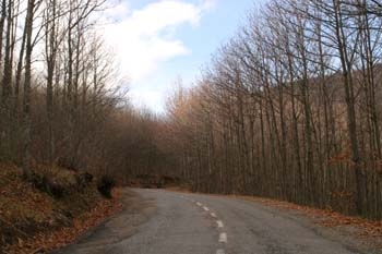 Castaño - Bosque (Castanea sativa)
